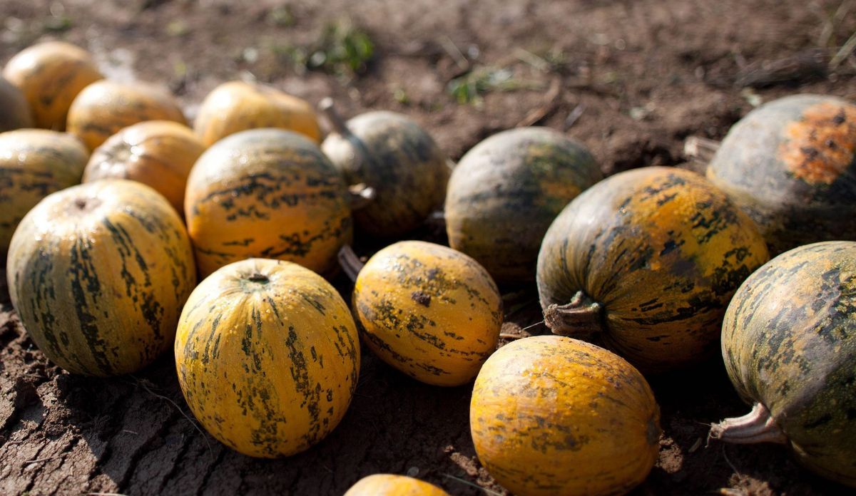 Pumpkins